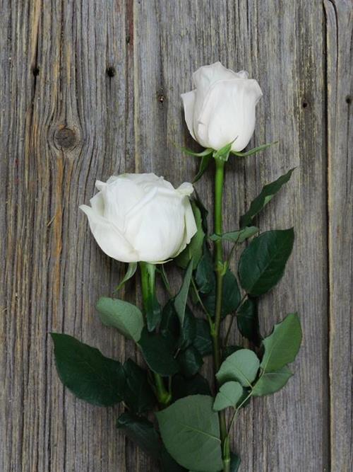 WHITE OHARA   GARDEN ROSES